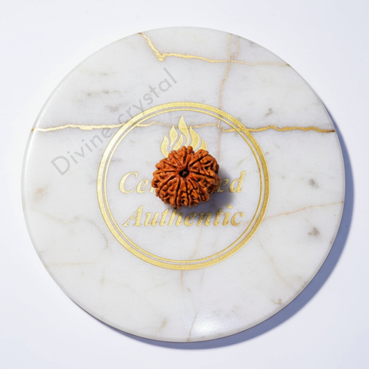 10 mukhi rudraksha pendant