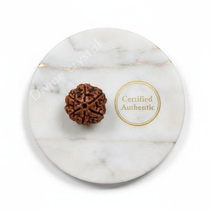 6 Mukhi Rudraksh Pendnat