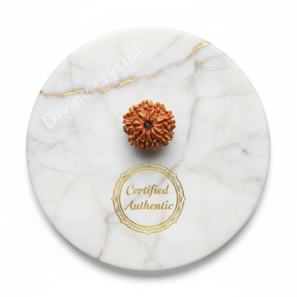 9 mukhi rudraksha pendant