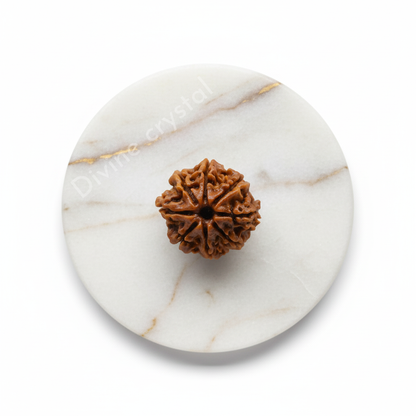 8 Mukhi Nepali Rudraksh Pendnat