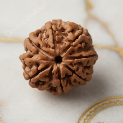 7  mukhi rudraksha pendant