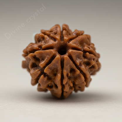 8 Mukhi Nepali Rudraksh Pendnat